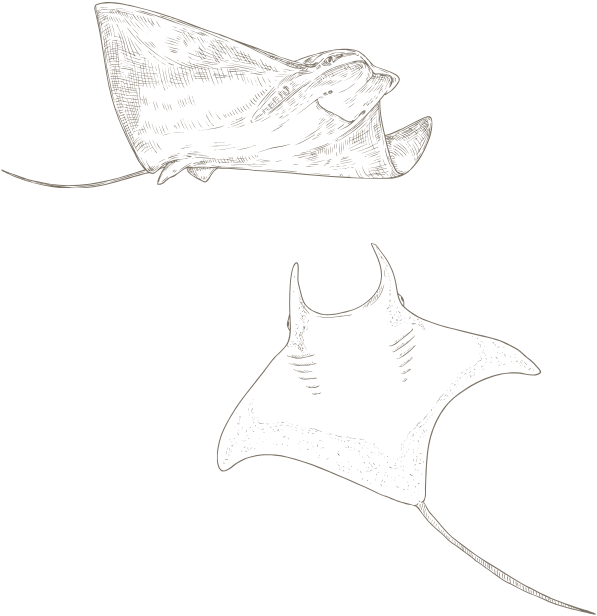 Deux raies